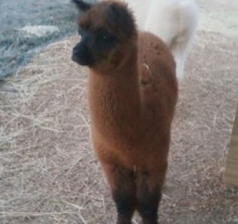 Alpaca For Sale - Grace Farm's Claire D'elaine at Circle C Alpacas